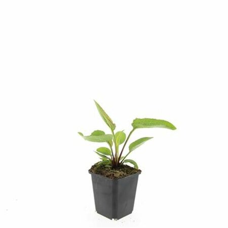 Echinacea purpurea 'White Swan' P9 - afbeelding 9