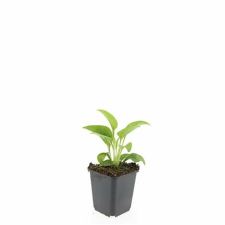 Echinacea purpurea 'White Swan' P9 - afbeelding 2
