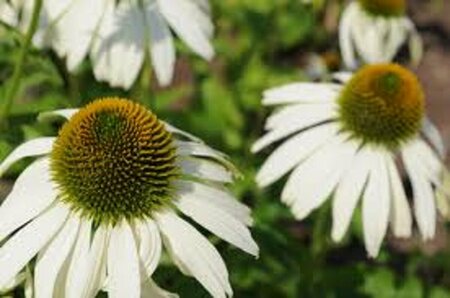 Echinacea purpurea 'White Swan' P9 - afbeelding 11