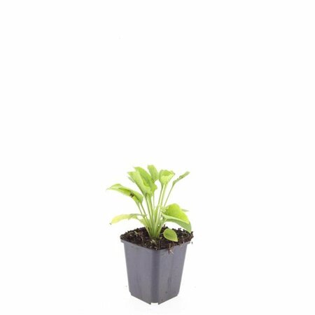 Echinacea purpurea 'White Swan' P9 - afbeelding 12