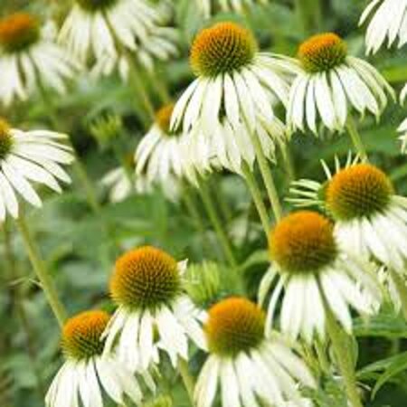 Echinacea purpurea 'White Swan' P9 - afbeelding 10