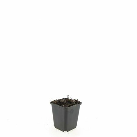 Echinacea purpurea 'White Swan' P9 - afbeelding 6