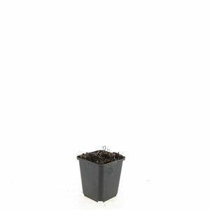 Echinacea purpurea 'White Swan' P9 - afbeelding 6