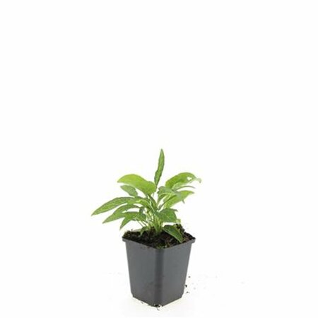 Echinacea purpurea 'White Swan' P9 - afbeelding 5