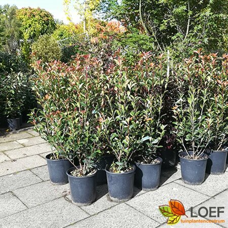 Photinia fraseri 'Robusta Compacta' 80/100 C. - afbeelding 2