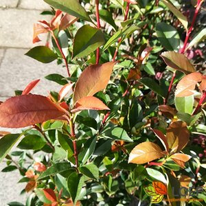 Photinia fraseri 'Robusta Compacta' 80/100 C.