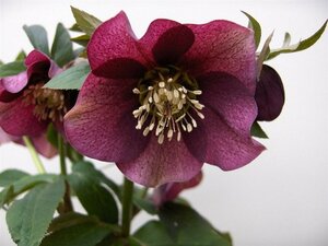 Helleborus or. 'Pretty Ellen Red' P9 - afbeelding 3