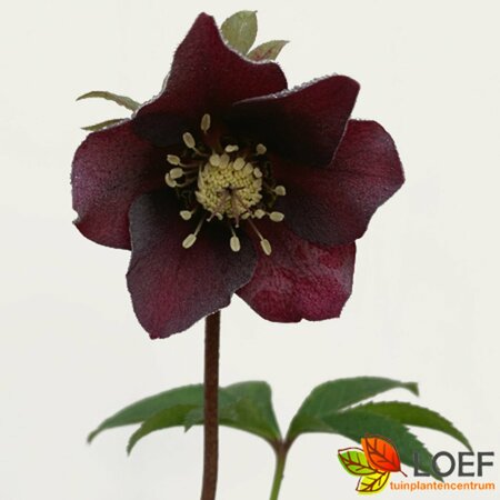 Helleborus or. 'Pretty Ellen Red' P9 - afbeelding 1