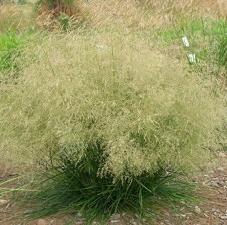 Deschampsia cespitosa 'Goldtau' P9 - afbeelding 3