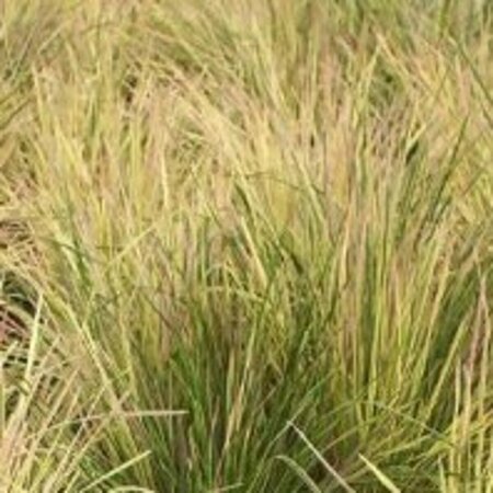 Deschampsia cespitosa 'Goldtau' P9 - afbeelding 4