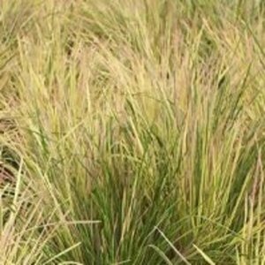Deschampsia cespitosa 'Goldtau' P9 - afbeelding 4