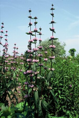Phlomis tuberosa 'Amazone' P9 - afbeelding 1