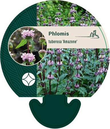 Phlomis tuberosa 'Amazone' P9 - afbeelding 2