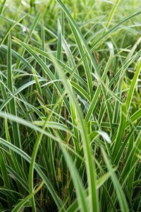 Carex morrowii 'Variegata' P9