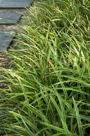 Carex morrowii 'Variegata' P9 - afbeelding 2