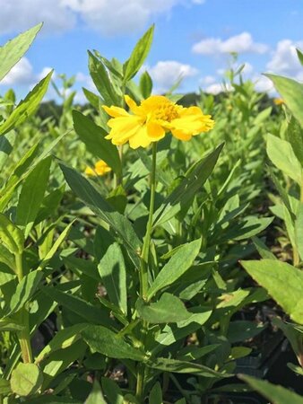 Helenium 'Kanaria' P9