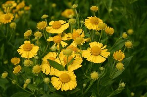 Helenium 'Kanaria' P9