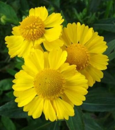 Helenium 'Kanaria' P9 - afbeelding 3