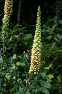 Digitalis ferruginea 'Gigantea' P9