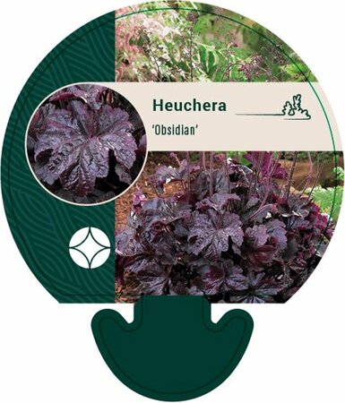 Heuchera 'Obsidian' P9 - afbeelding 5
