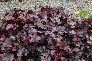 Heuchera 'Obsidian' P9 - afbeelding 1