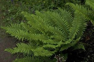 Polystichum aculeatum P9