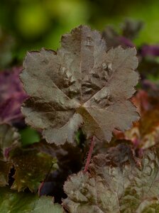 Heuchera micrantha 'Palace Purple' P9