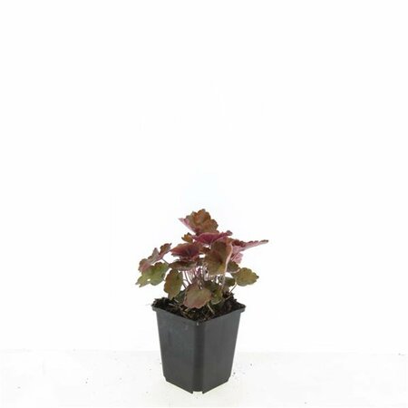 Heuchera micrantha 'Palace Purple' P9 - afbeelding 9