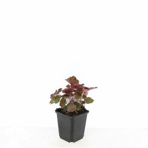 Heuchera micrantha 'Palace Purple' P9 - afbeelding 9