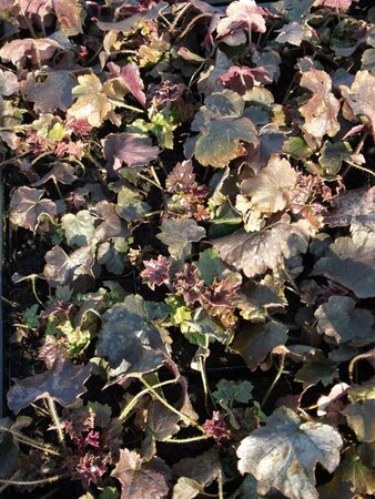 Heuchera micrantha 'Palace Purple' P9 - afbeelding 12