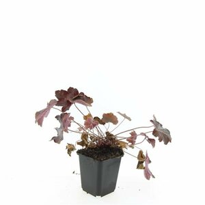 Heuchera micrantha 'Palace Purple' P9 - afbeelding 7