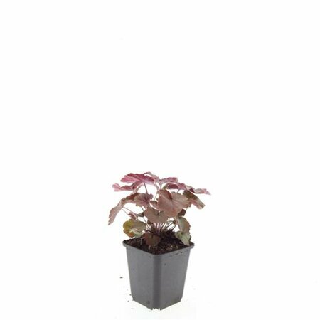 Heuchera micrantha 'Palace Purple' P9 - afbeelding 6