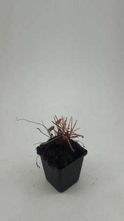 Heuchera micrantha 'Palace Purple' P9 - afbeelding 5