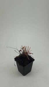 Heuchera micrantha 'Palace Purple' P9 - afbeelding 5