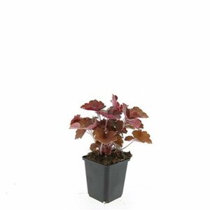 Heuchera micrantha 'Palace Purple' P9 - afbeelding 4
