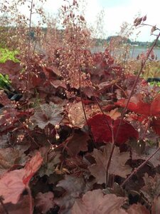 Heuchera micrantha 'Palace Purple' P9 - afbeelding 3