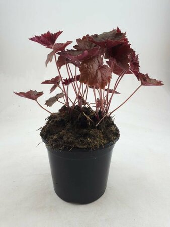 Heuchera micrantha 'Palace Purple' P9 - afbeelding 18