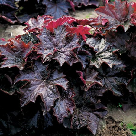 Heuchera micrantha 'Palace Purple' P9 - afbeelding 10
