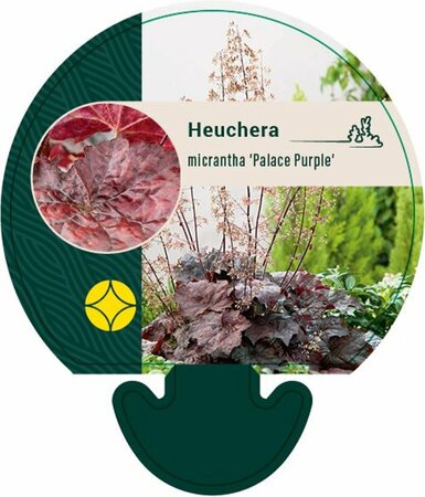 Heuchera micrantha 'Palace Purple' P9 - afbeelding 1