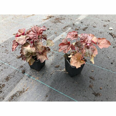 Heuchera micrantha 'Palace Purple' P9 - afbeelding 14