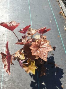 Heuchera micrantha 'Palace Purple' P9 - afbeelding 15