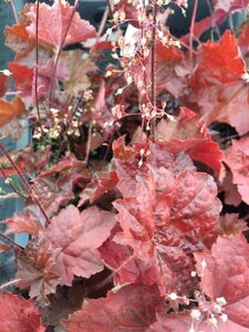 Heuchera micrantha 'Palace Purple' P9 - afbeelding 16