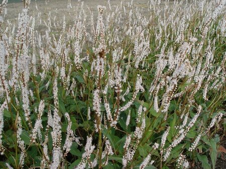 Persicaria amplexicaulis 'Alba' P9 - afbeelding 1
