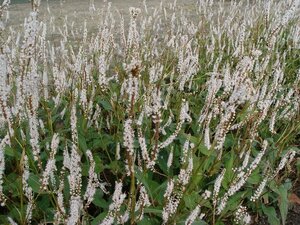 Persicaria amplexicaulis 'Alba' P9