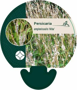 Persicaria amplexicaulis 'Alba' P9 - afbeelding 4