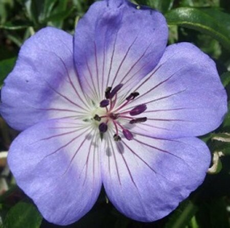 Geranium 'Azure Rush' P9 - afbeelding 2