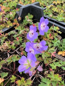 Geranium 'Azure Rush' P9 - afbeelding 6