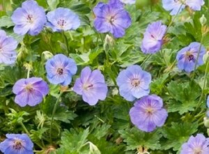 Geranium 'Azure Rush' P9 - afbeelding 4