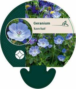 Geranium 'Azure Rush' P9