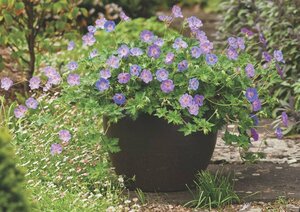Geranium 'Azure Rush' P9 - afbeelding 7